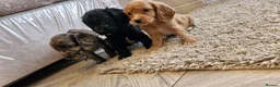 Cocker Spaniel dogs for sale: Cocker spaniel pups - Advert 10