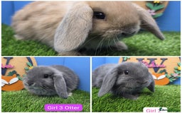 Mini Lop rabbits for sale: Mini Lop Baby Rabbits Buck Doe Girls Boys  - Image 1