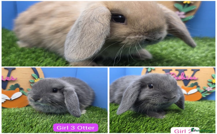 Mini Lop rabbits - Advert 3