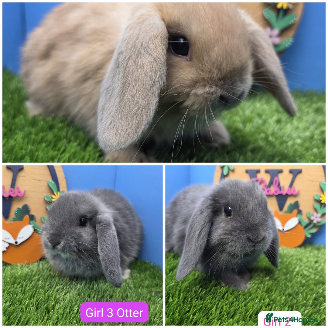 Mini Lop rabbits for sale: Mini Lop Baby Rabbits Buck Doe Girls Boys  - Image 1