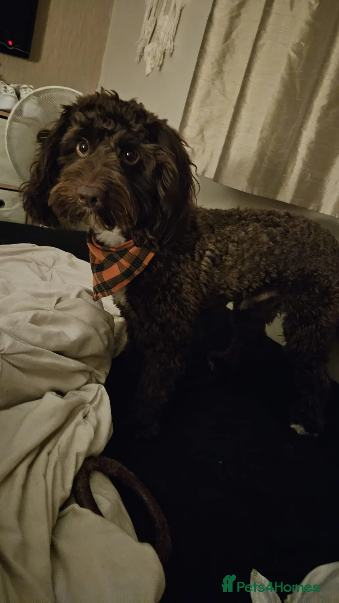 Cockapoo dogs for sale: Male cockapoo  / neutered  - Advert 2