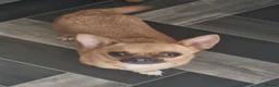 Chihuahua dogs for sale: Chihuahua  - Advert 3
