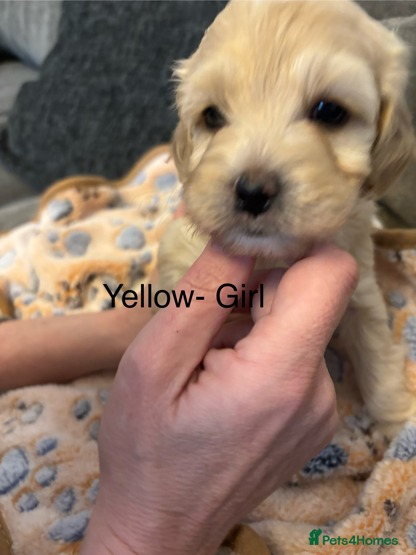 Mixed Breed dogs Beautiful Cavapoochon puppies for sale. - Advert 1