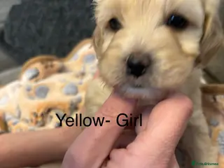 Mixed Breed dogs Beautiful Cavapoochon puppies for sale. - Advert 1