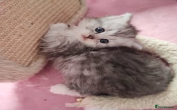 Devon Rex cats for sale: Munchkin x Devon rex  - Advert 18