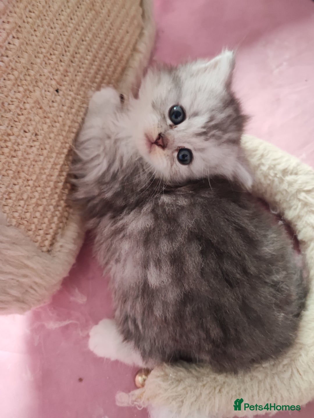 Devon Rex cats for sale: Munchkin x Devon rex  - Advert 18