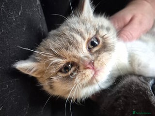 Selkirk Rex cats Pedigree selkirk rex kitten girls non curly - Advert 6