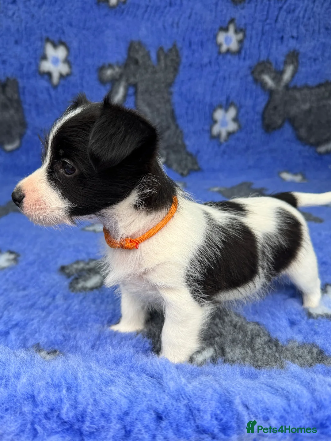 Jack Russell dogs for sale: Stunning Jack Russell Puppies - Advert 2