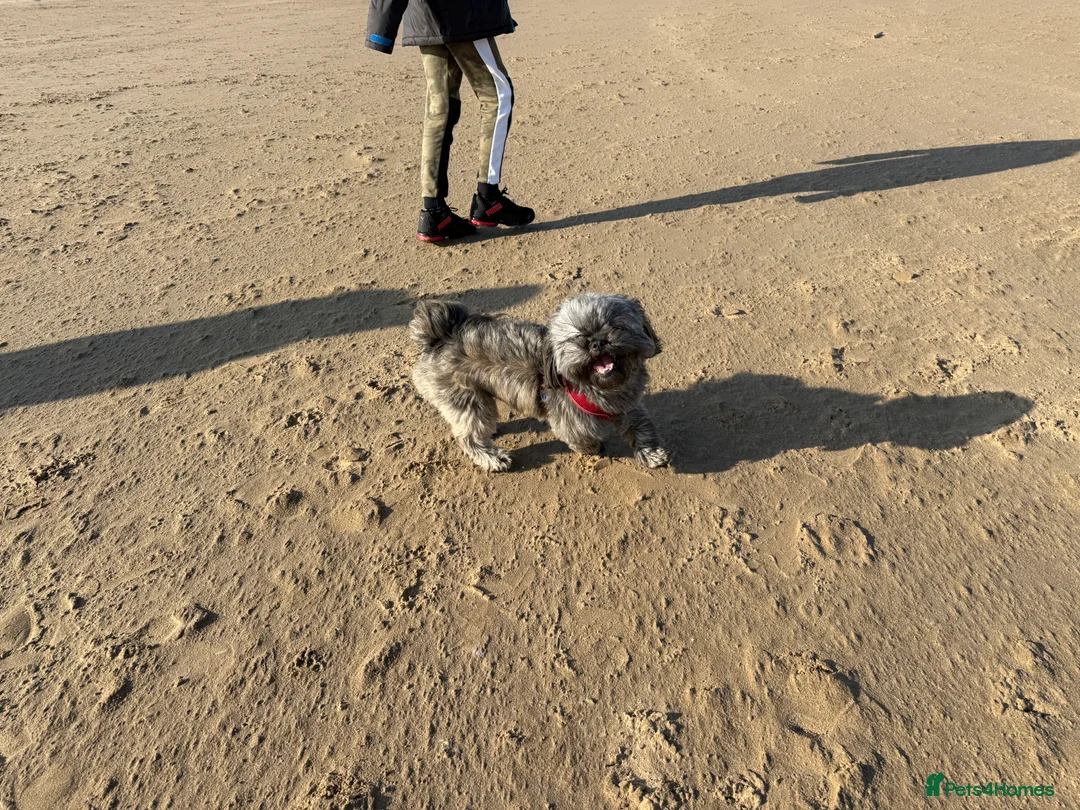 Shih Tzu dogs for sale: Female shihtzu for rehome - Advert 10