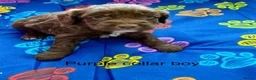Sproodle dogs for sale: Sproodle Puppies from experienced, licensed breedr - Advert 26