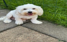 Bichon Frise dogs for sale: Four gorgeous boys and two wonderful girls - Image 13