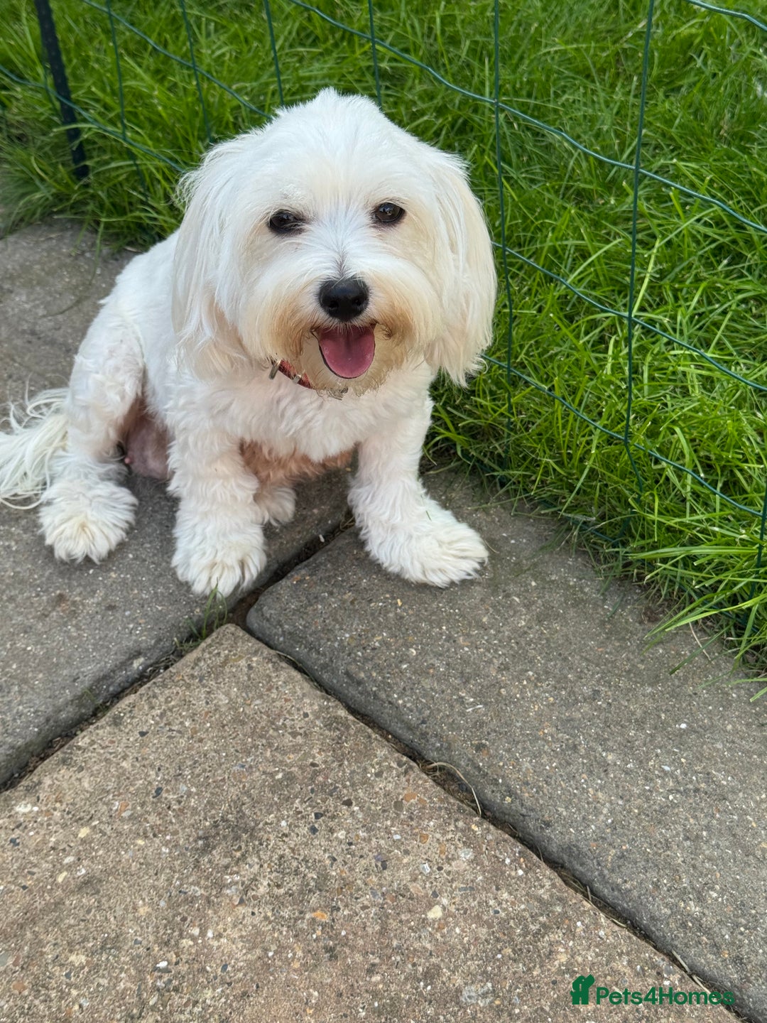 Bichon Frise dogs for sale: Four gorgeous boys and two wonderful girls - Image 13