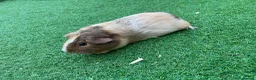 Guinea Pig rodents for sale: Guinea Pigs - Advert 8