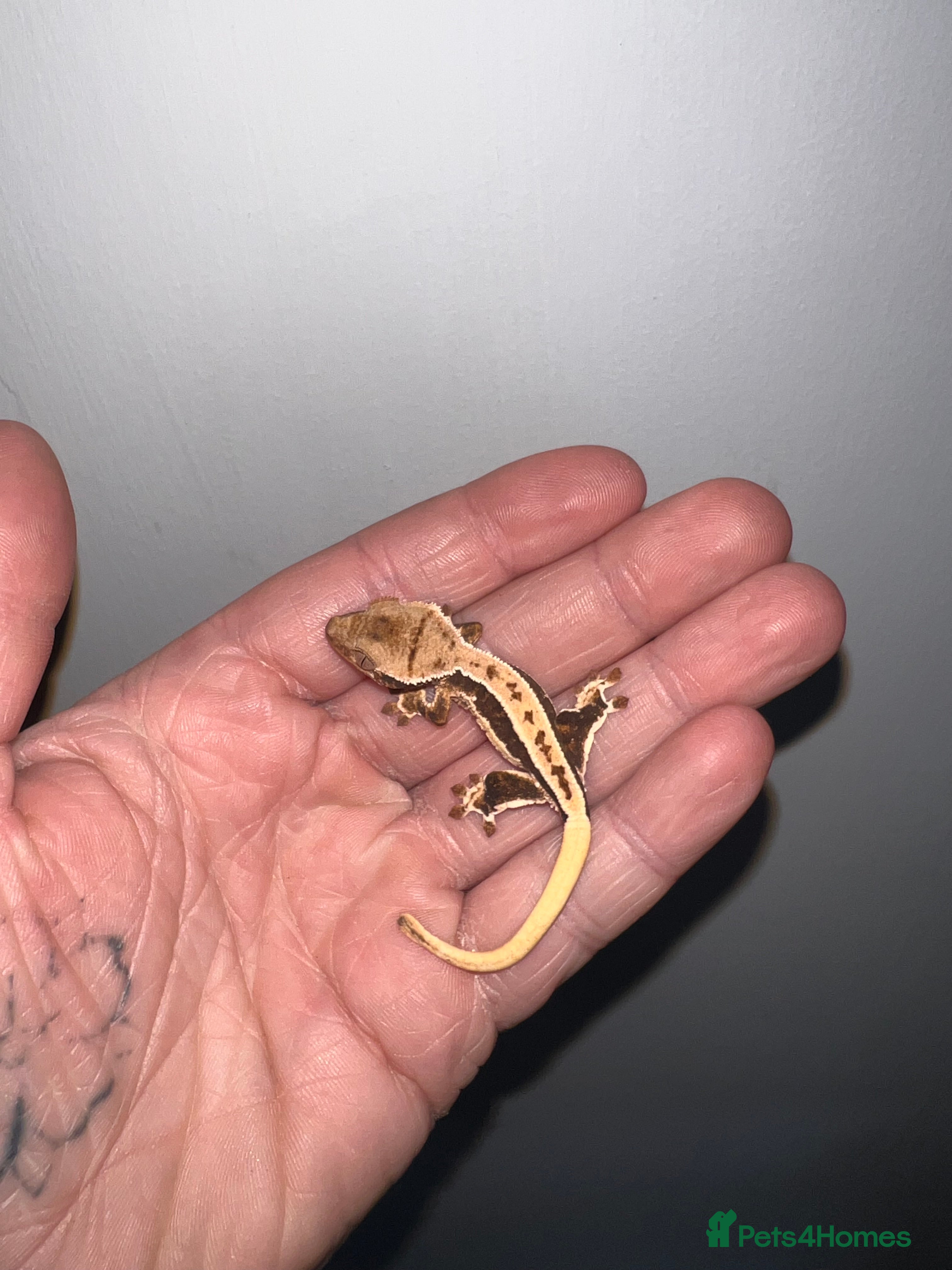 Gecko reptiles Baby crested geckos available  - Advert 23