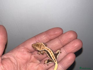 Gecko reptiles Baby crested geckos available - Advert 7