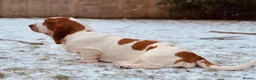 Basset Hound dogs for sale: Basset hound amazing couple  - Advert 28