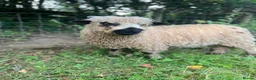 Sheep livestock for sale: Silvernose sheep  in Llandeilo - Advert 3