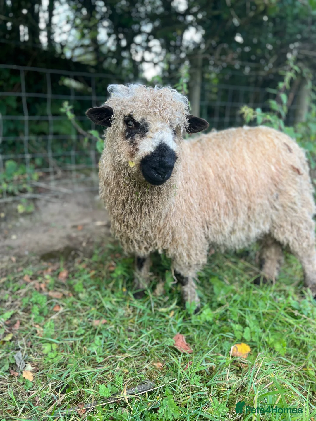 Sheep livestock for sale: Silvernose sheep  in Llandeilo - Advert 3