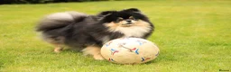 Pomeranian dogs for sale: Xclusive KC register pomeranian puppies in Edgware - Advert 10