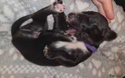 Mixed Breed dogs for sale: Border collie x irish/red setter puppies - Image 26