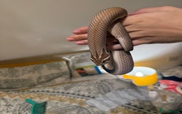 Snake reptiles for sale: Purple Stripe Superconda Western Hognose Snake - Image 3