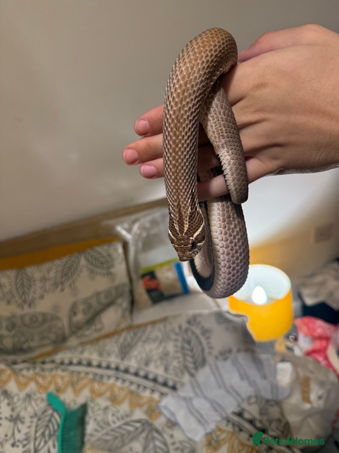 Snake reptiles for sale: Purple Stripe Superconda Western Hognose Snake - Image 3