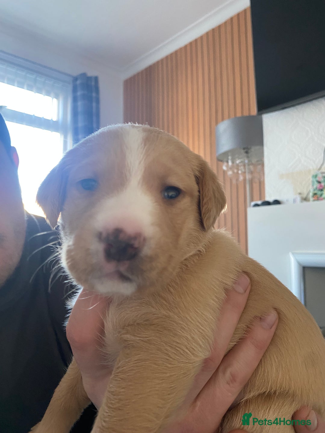 Springador dogs for sale: Labrador puppies - Advert 24