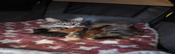 Maine Coon cats for sale: 5 Beautiful Maine Coon Kittens  - Advert 2