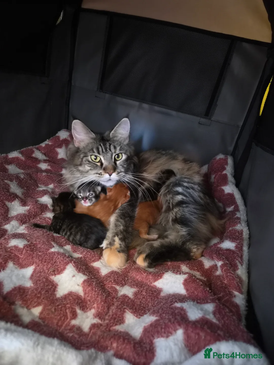 Maine Coon cats for sale: 5 Beautiful Maine Coon Kittens  - Advert 2