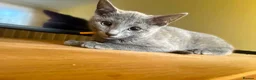 Russian Blue cats for sale: TICA REGISTERED Pure Breed Russian Blue Kittens - Advert 2