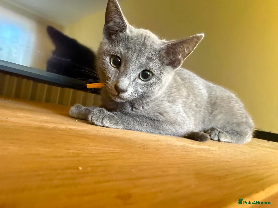 Russian Blue cats for sale: TICA REGISTERED Pure Breed Russian Blue Kittens - Advert 2