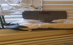 Scottish Fold cats for sale: 😻 Adorable Scottish Fold Kittens For Sale😻 - Image 18