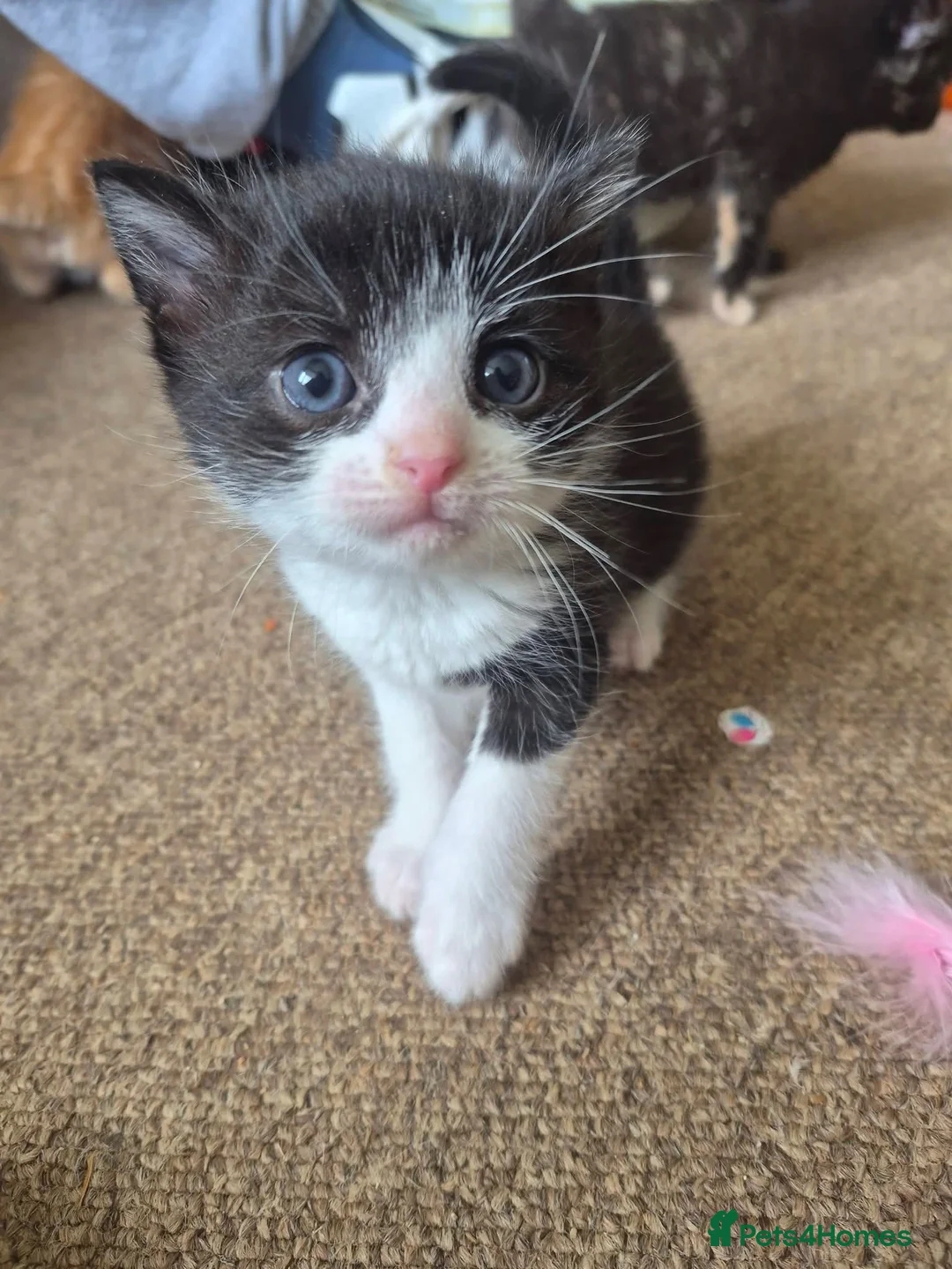 Mixed Breed cats for sale: 2 9 week old kittens  - Advert 7