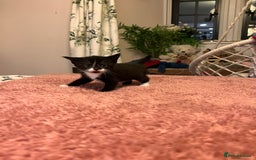 Domestic Shorthair cats for sale: Russian blue mix - Advert 11