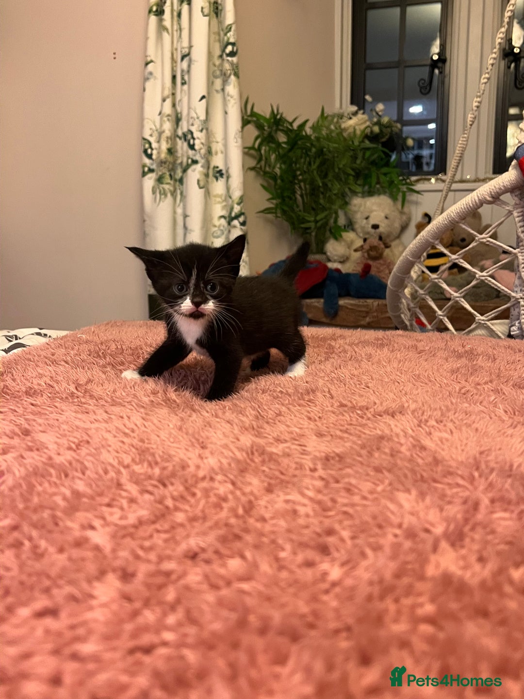 Domestic Shorthair cats for sale: Russian blue mix - Advert 11