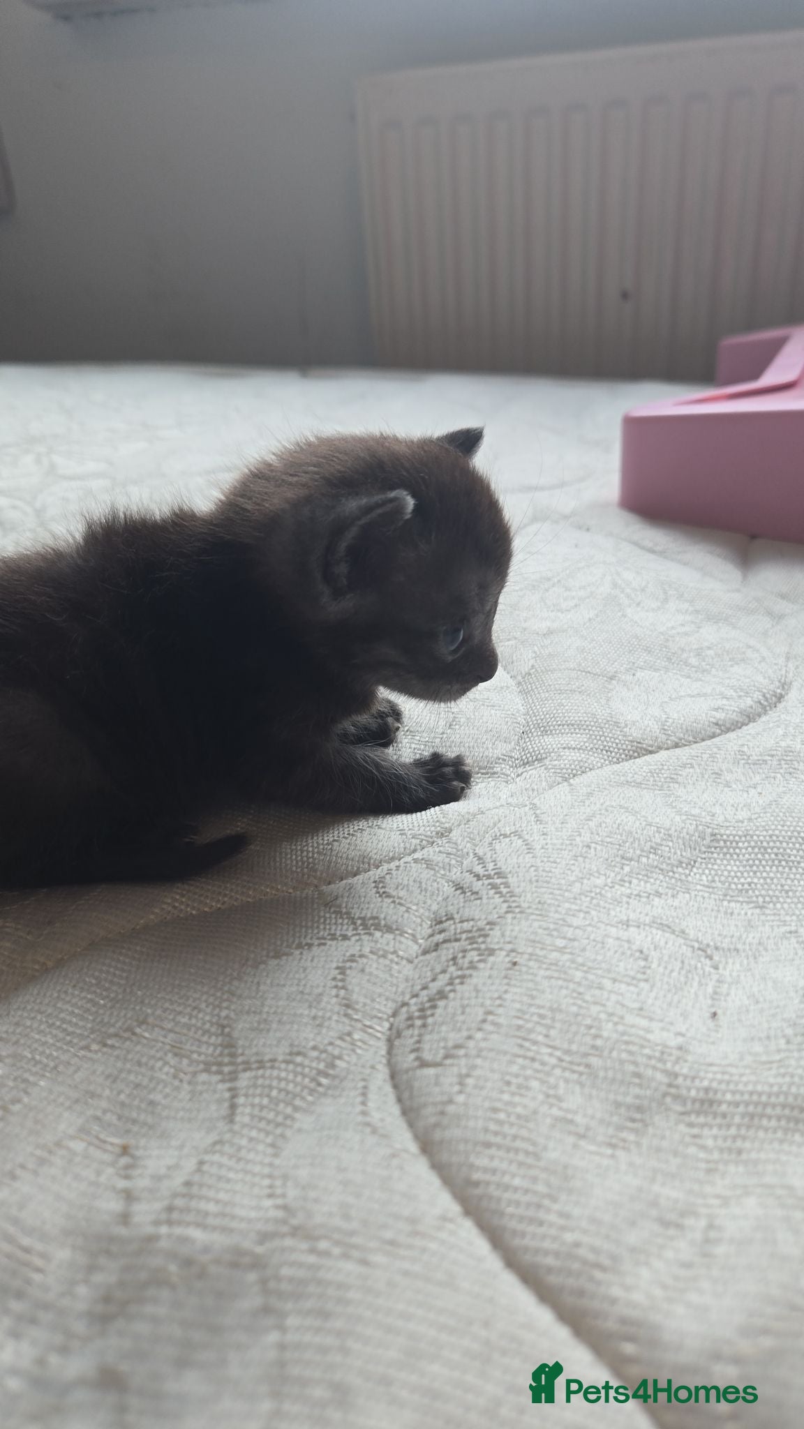 Bengal cats Bengal kittens  looking for forever  home - Advert 4
