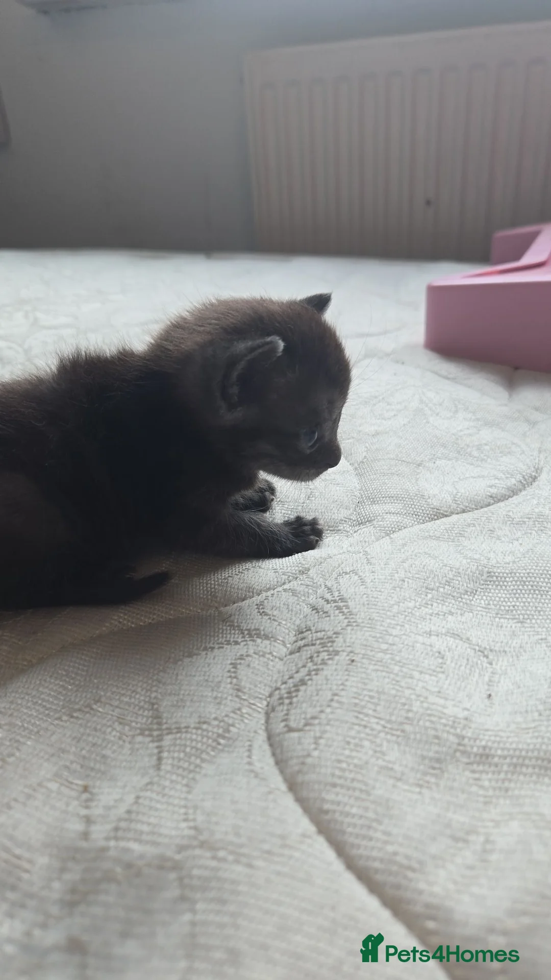 Bengal cats for sale: Bengal kittens  looking for forever  home - Advert 1