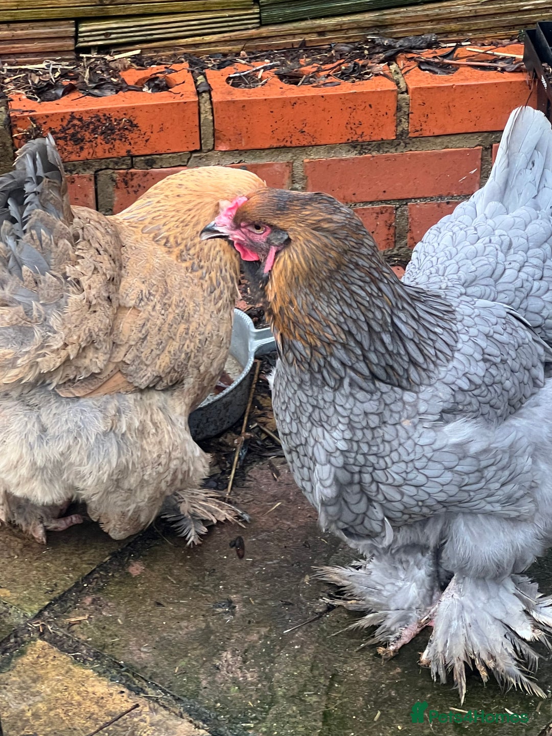 Chickens poultry for sale: Few super breed laying hens for sale  - Advert 1