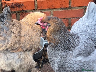 Chickens poultry Few super breed laying hens for sale - Advert 1