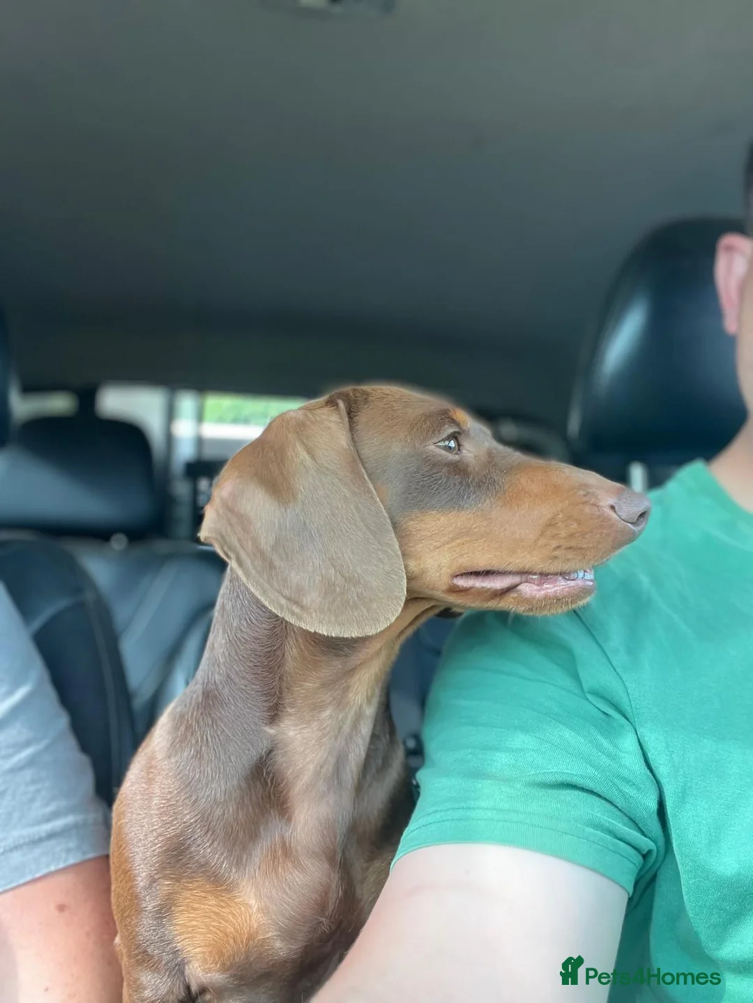 Miniature Dachshund dogs for stud: Kc, pra clear Miniature smooth dachshund. in King's Lynn - Advert 8