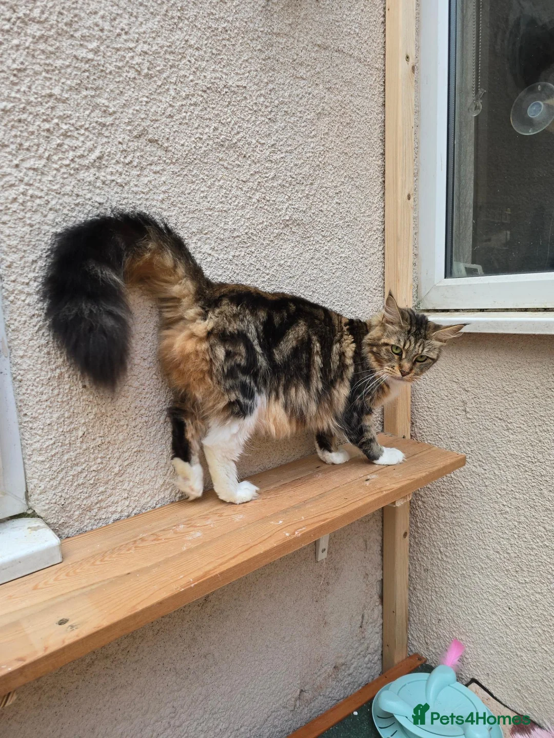 Maine Coon cats for sale: Retired queen black (golden) brown tabby bicolor - Advert 24