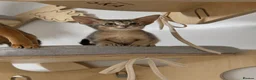 Abyssinian cats for sale:     Gorgeous kittens from champion parents 😽 - Advert 7