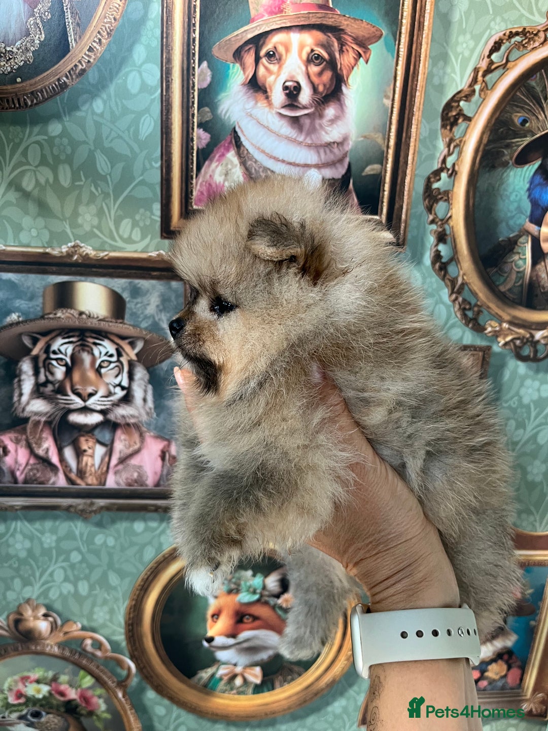 Pomeranian dogs for sale: Amazing Pom puppies from Five Star breeder  - Image 16