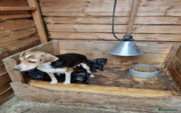 Jackapoo dogs for sale: Jackapoo puppies - Image 2
