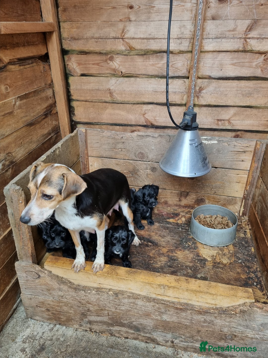 Jackapoo dogs for sale: Jackapoo puppies - Image 2