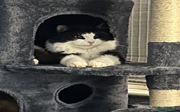 Ragdoll cats for sale: Two cats for sale  - Image 2