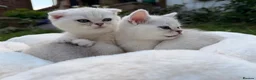 Scottish Fold cats for sale: Scottish fold/straight kittens - Advert 3