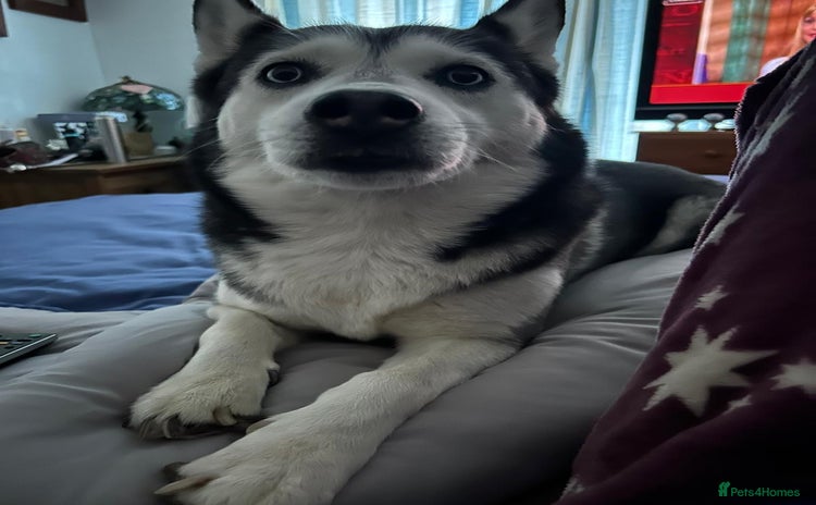 Siberian Husky dogs - Advert 3