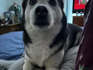 Siberian Husky dogs - Advert 4