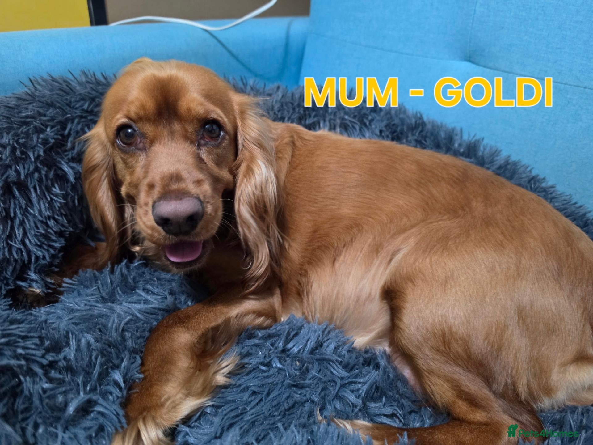Cocker Spaniel dogs Beautiful 100% Cocker Spaniel puppies- litter of 6 - Advert 1